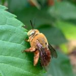Consulta ampla avalia risco de extinção de abelhas em Goiás