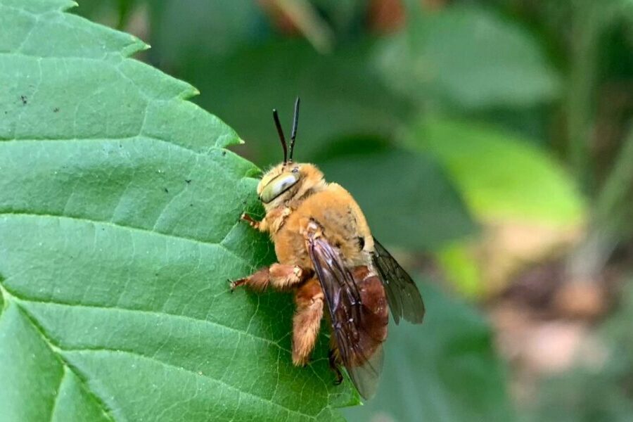 Consulta ampla avalia risco de extinção de abelhas em Goiás