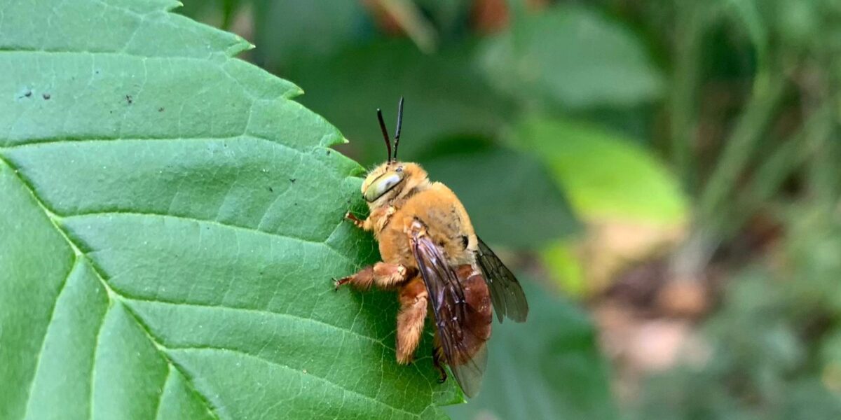 Consulta ampla avalia risco de extinção de abelhas em Goiás