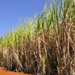 Goiás bate recorde na safra 2024/25 de cana-de-açúcar