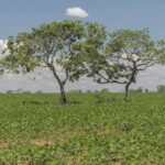 Semad divulga resultado final da 1ª convocação do Cerrado em Pé