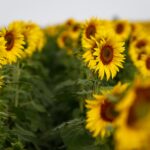 Goiás lidera produção nacional de girassol