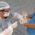 Goiás decreta emergência zoossanitária preventiva contra a gripe aviária