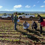 Agrodefesa monitora mosca-branca e viroses do feijoeiro