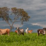FCO Rural aprova mais de R$ 192 milhões para 76 municípios
