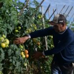 Planaltina de Goiás se firma como polo do tomate no Entorno do DF