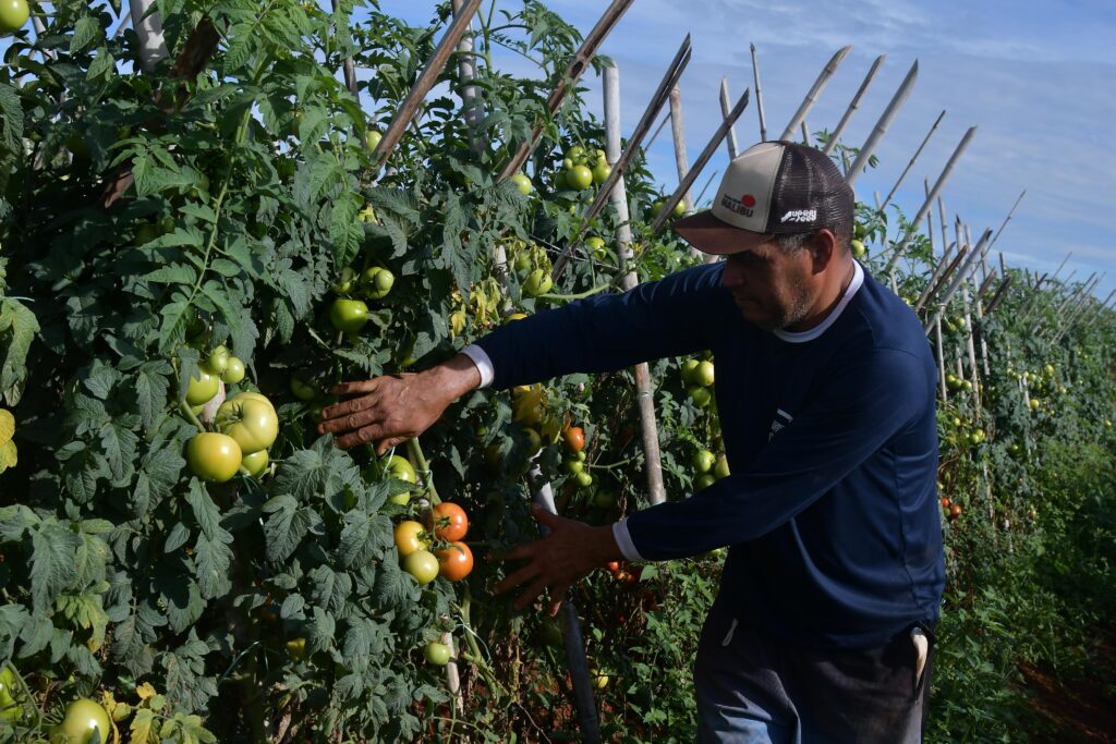 Planaltina de Goiás se firma como polo do tomate no Entorno do DF