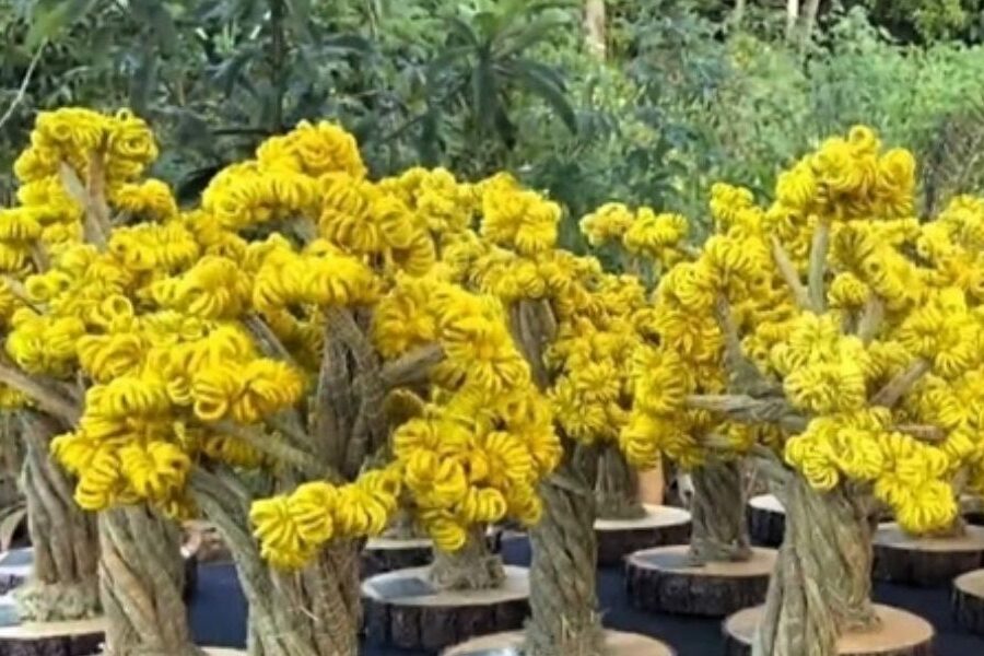 Prêmio Goiás Sustentável 2025 anuncia finalistas