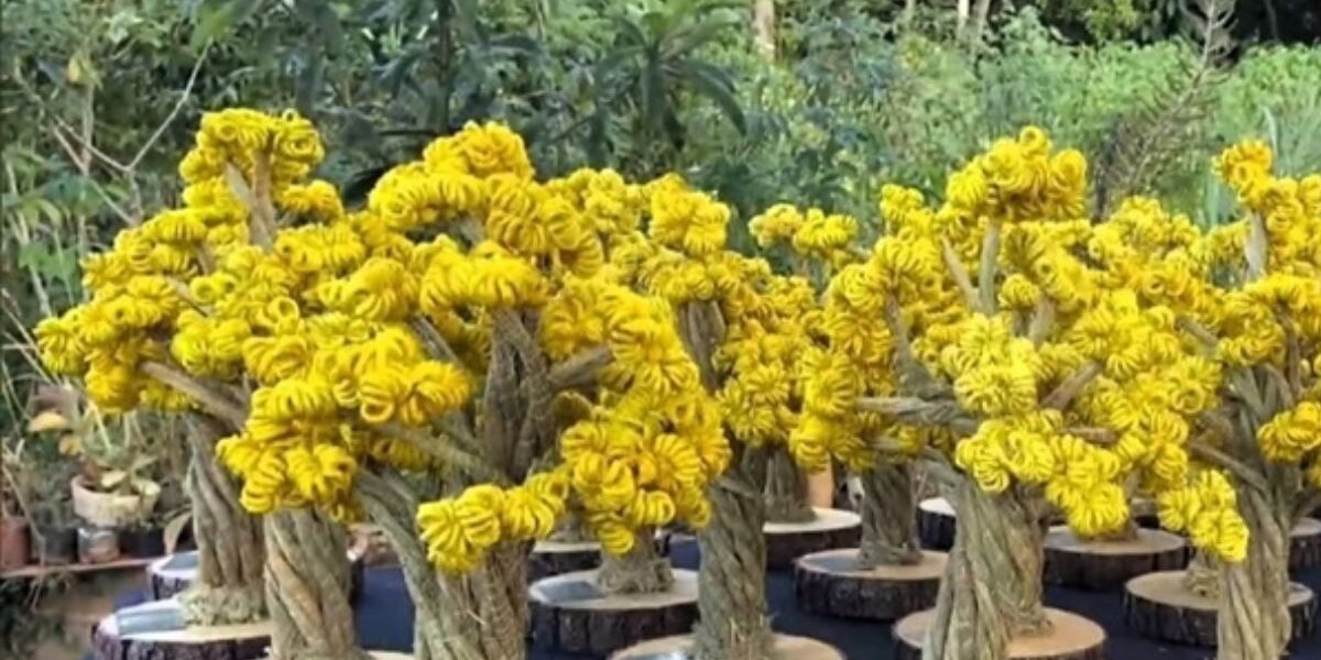 Prêmio Goiás Sustentável 2025 anuncia finalistas