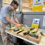 Agrodefesa recolhe sementes e mudas irregulares enviadas pelos Correios