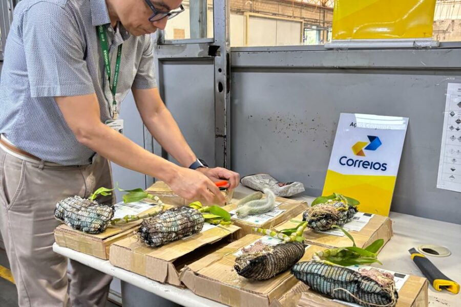 Agrodefesa recolhe sementes e mudas irregulares enviadas pelos Correios