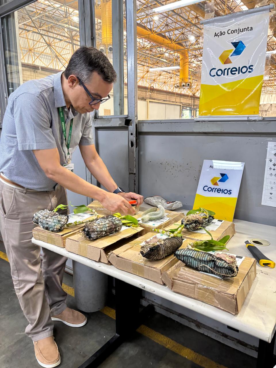 Agrodefesa recolhe sementes e mudas irregulares enviadas pelos Correios