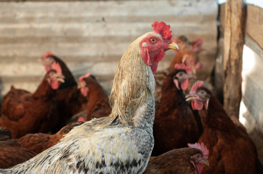 Descartada Influenza Aviária em aves de que morreram em Montes Claros de Goiás