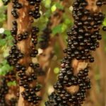 Emater promove Encontro sobre Cultura da Jabuticabeira em Hidrolândia