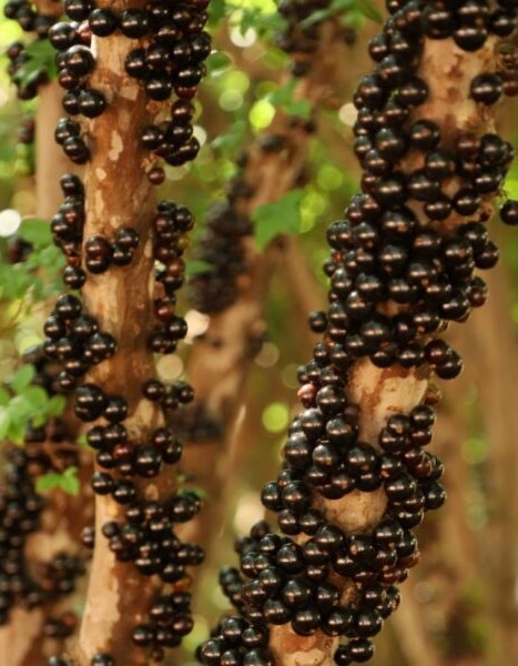 Emater promove Encontro sobre Cultura da Jabuticabeira em Hidrolândia