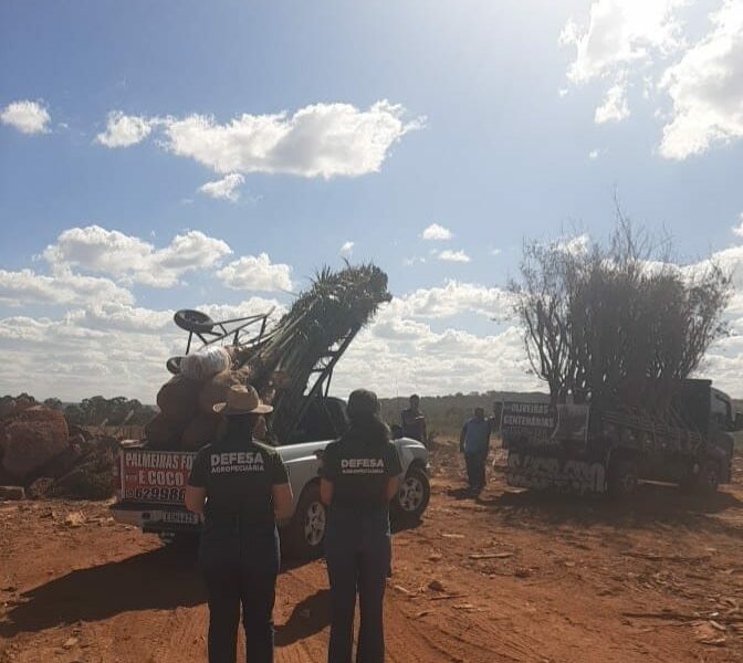 Agrodefesa fiscaliza comércio ambulante de mudas em Anápolis