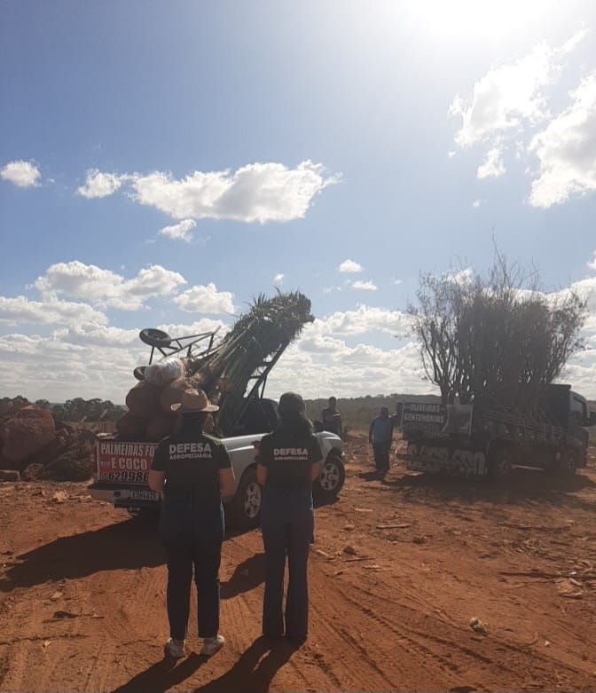Agrodefesa fiscaliza comércio ambulante de mudas em Anápolis