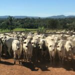 Prorrogado prazo para vacinação obrigatória contra raiva dos herbívoros