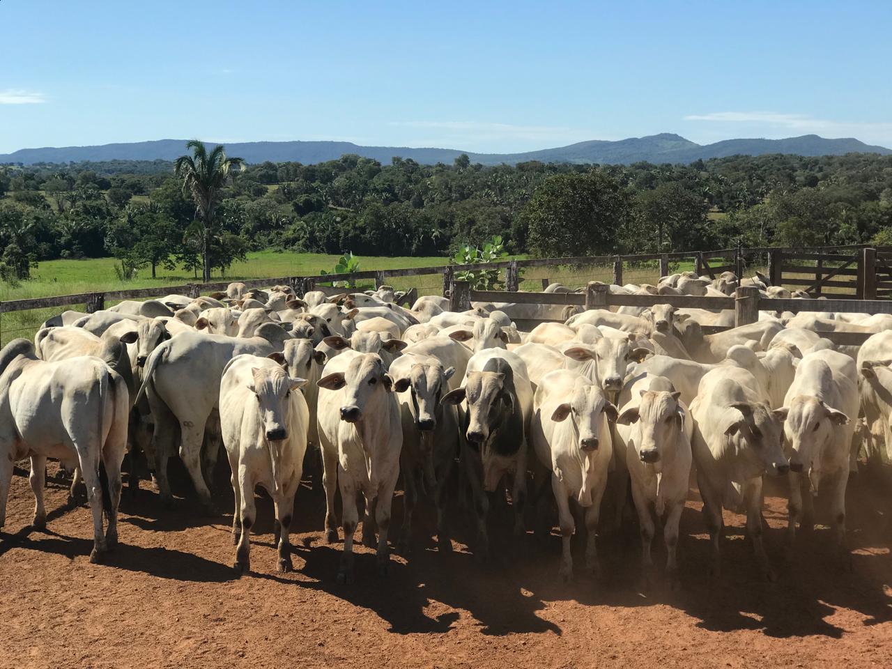 Prorrogado prazo para vacinação obrigatória contra raiva dos herbívoros