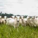 Goiás bate recorde no abate de bovinos no 1º trimestre de 2025