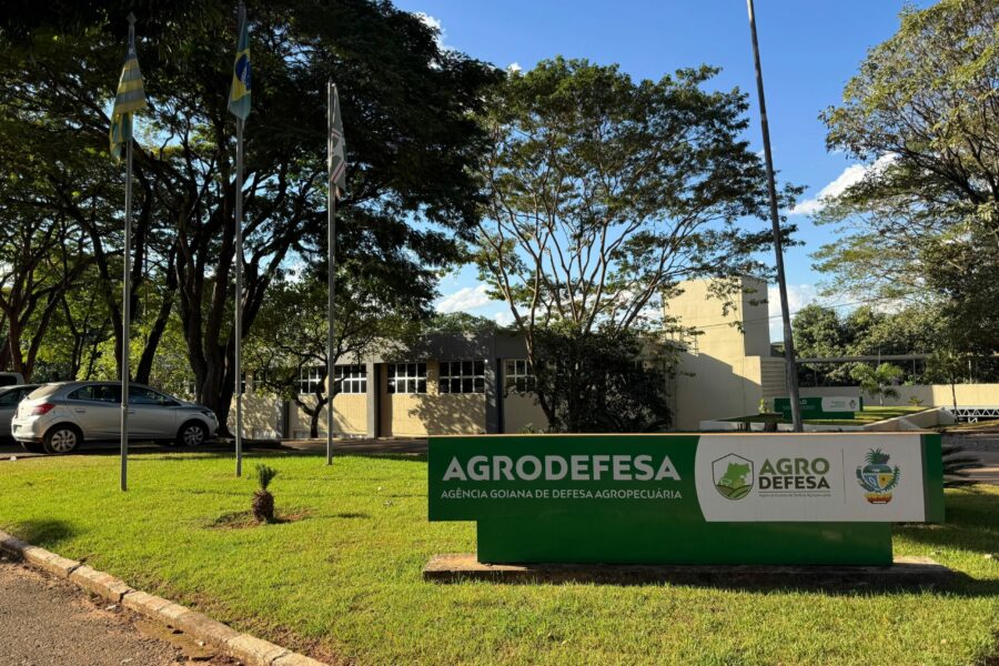 Confirmado primeiro caso de gripe aviária em aves de subsistência em Goiás