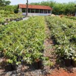 Emater vai reestruturar viveiro de mudas nativas do Cerrado
