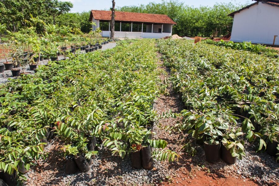 Emater vai reestruturar viveiro de mudas nativas do Cerrado
