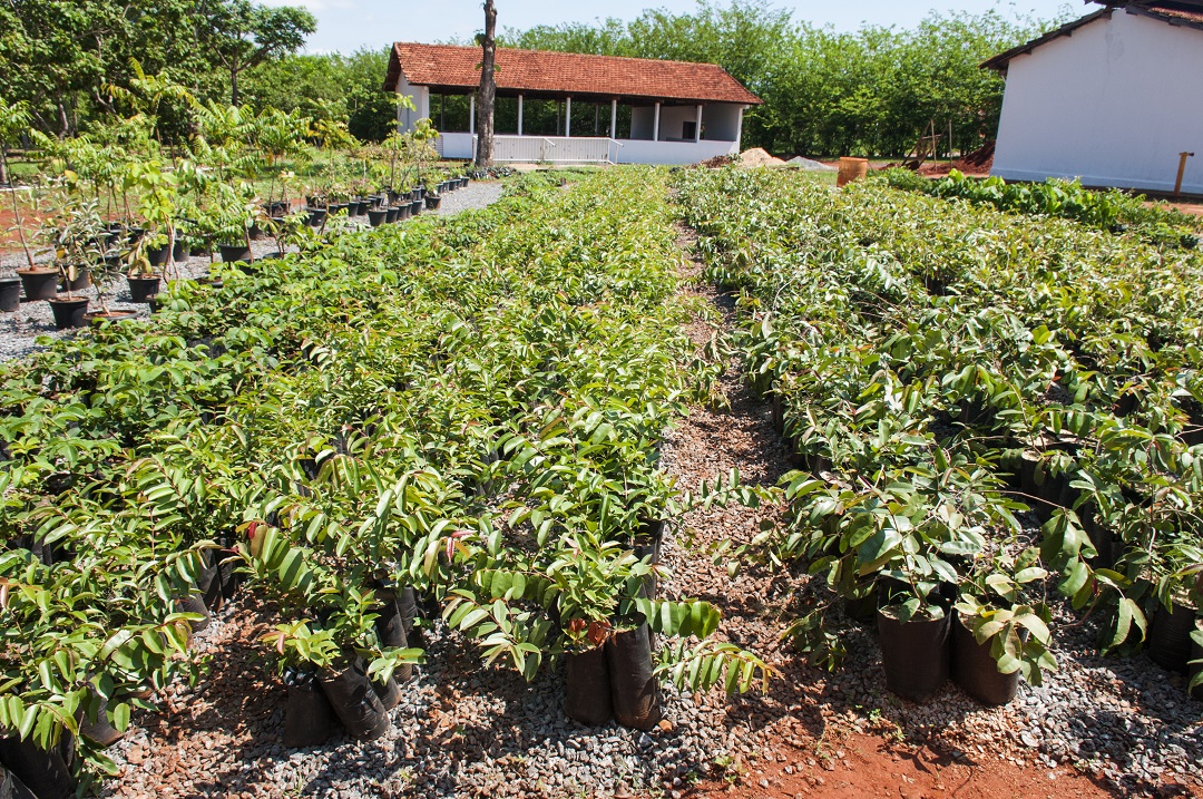 Emater vai reestruturar viveiro de mudas nativas do Cerrado