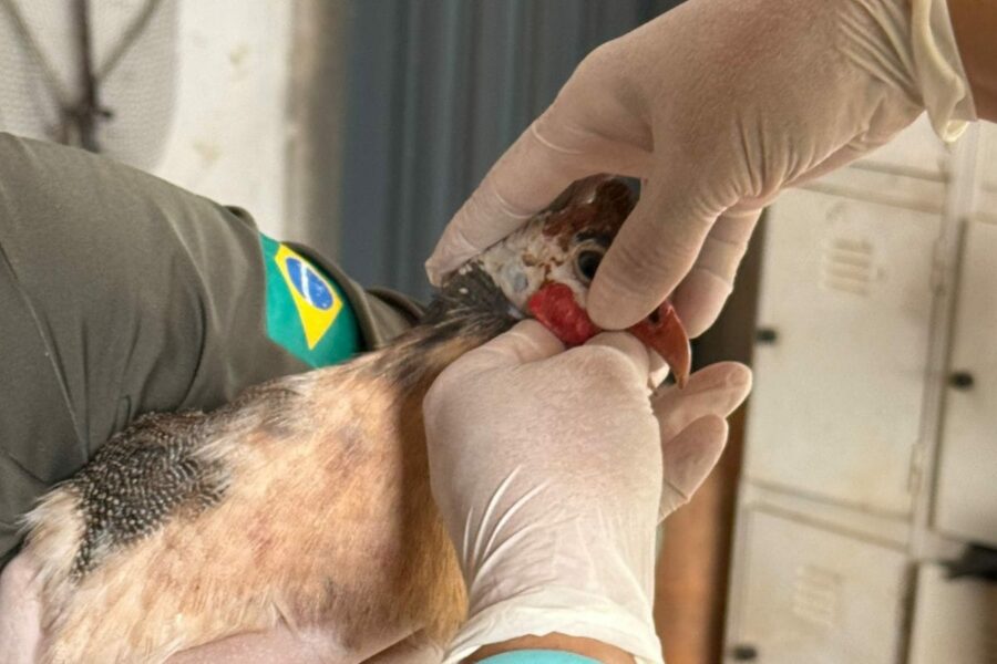 Agrodefesa reforça estado de alerta e ações de prevenção contra a gripe aviária