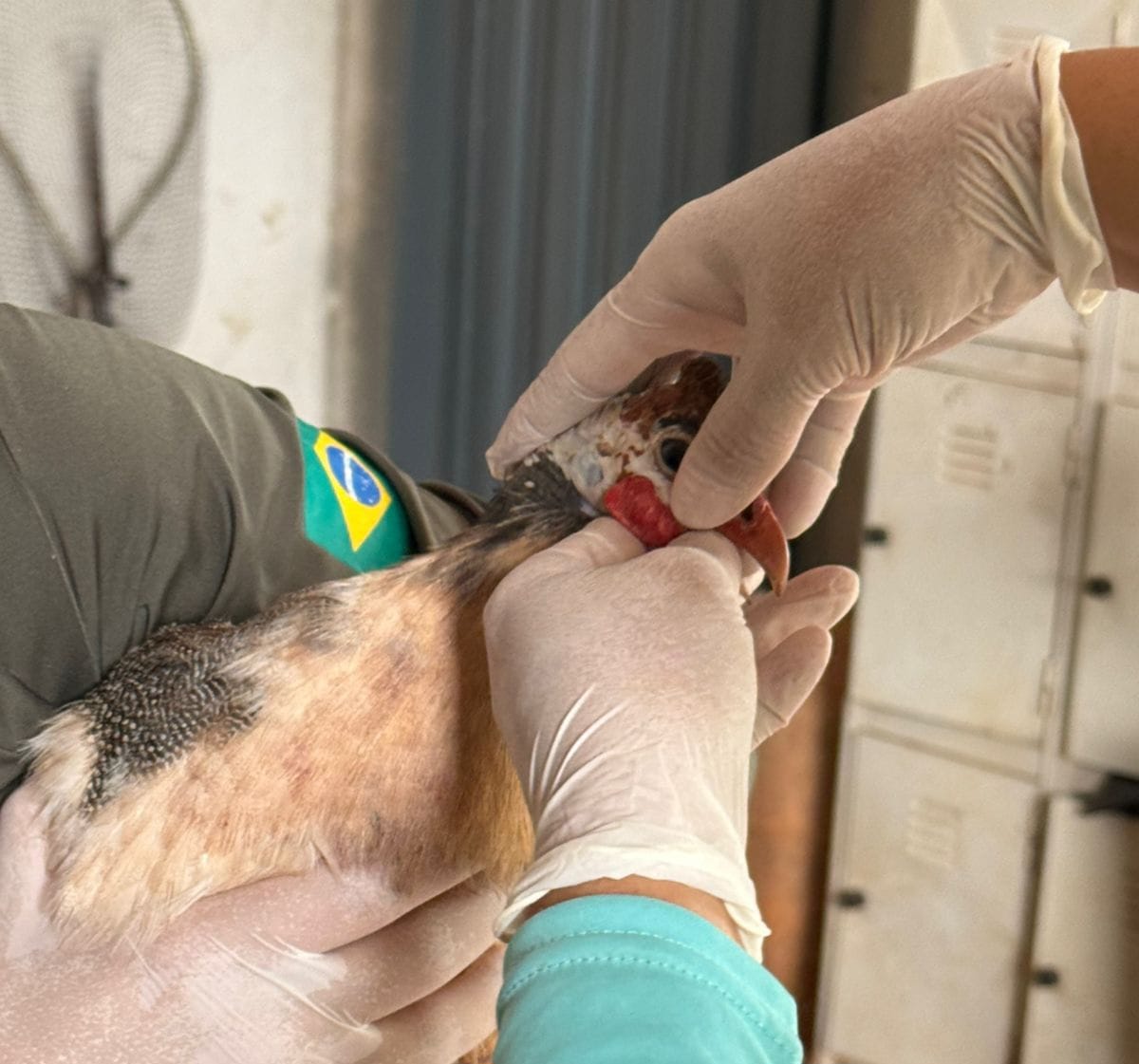 Agrodefesa reforça estado de alerta e ações de prevenção contra a gripe aviária