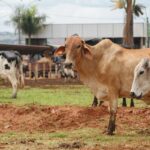 Governo lança Programa de Melhoramento Genético Bovino para Agricultura Familiar