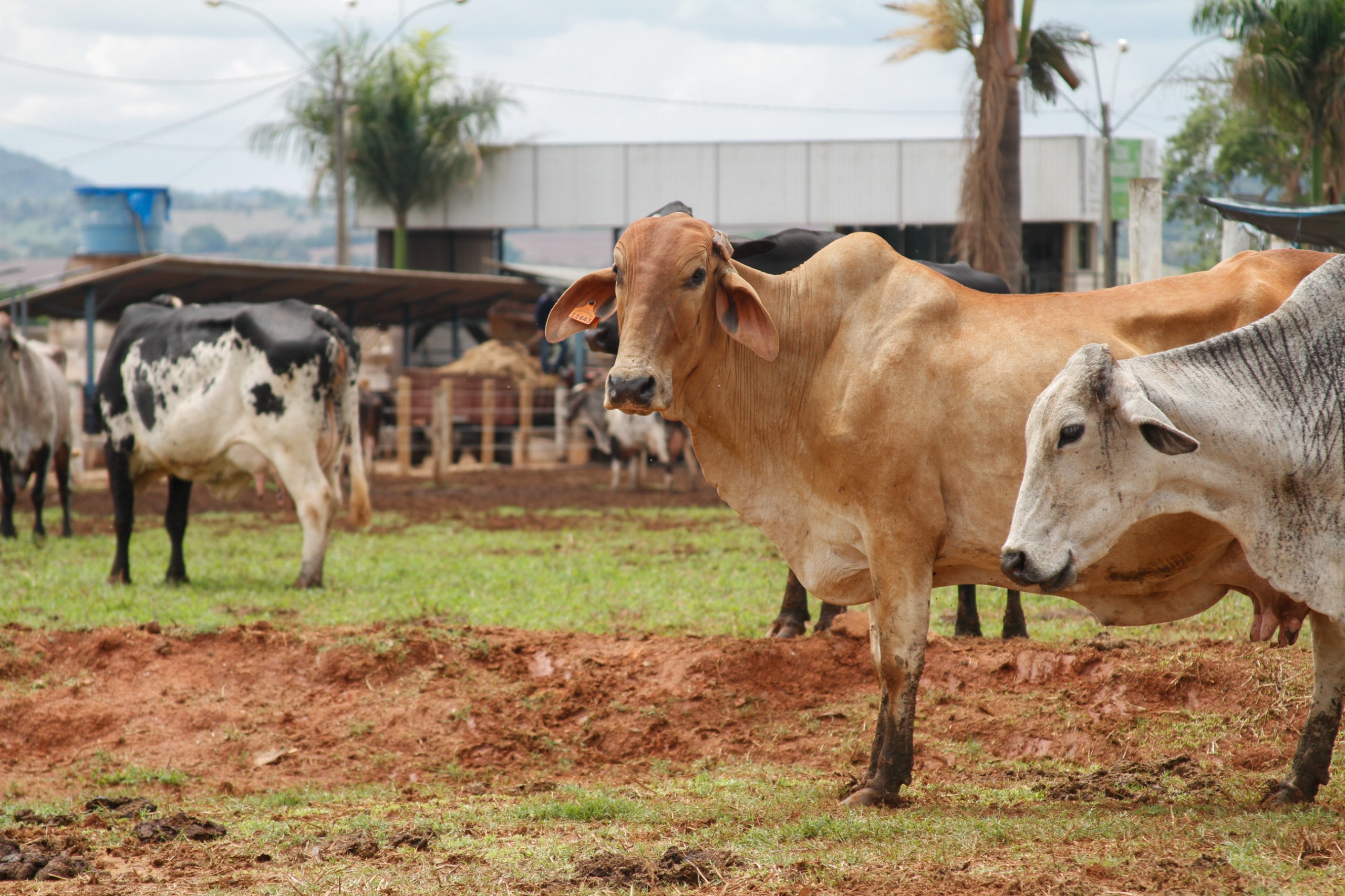 Governo lança Programa de Melhoramento Genético Bovino para Agricultura Familiar
