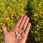 Agrodefesa intensifica monitoramento de feijão e melancia no Vale do Araguaia