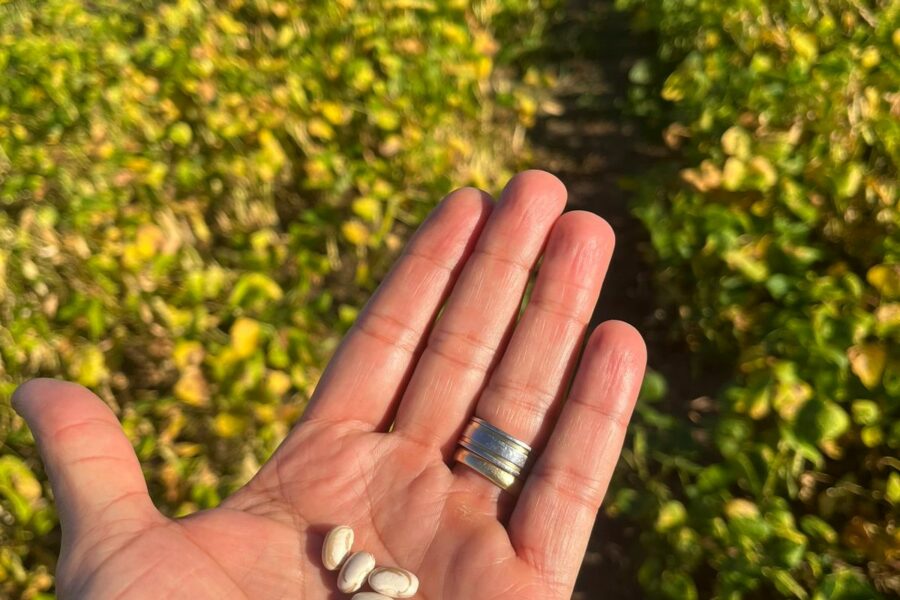 Agrodefesa intensifica monitoramento de feijão e melancia no Vale do Araguaia