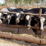 Programa de Melhoramento Genético Bovino será lançado em Piracanjuba