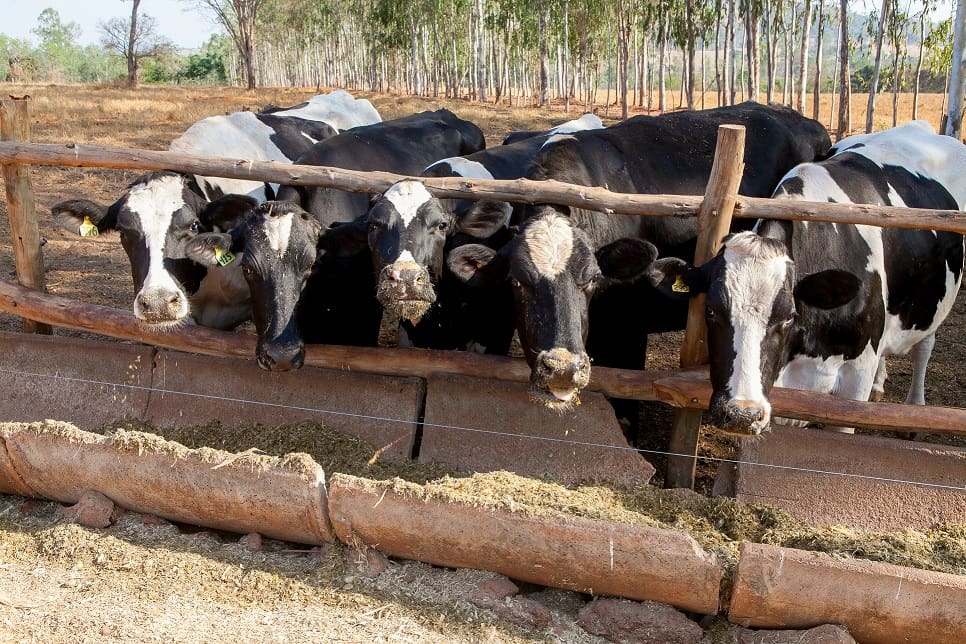 Programa de Melhoramento Genético Bovino será lançado em Piracanjuba