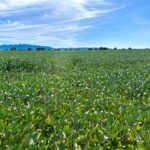 Produção de grãos em Goiás deve avançar 17% na safra 2024/2025