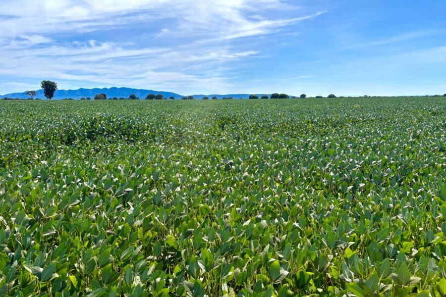 Produção de grãos em Goiás deve avançar 17% na safra 2024/2025