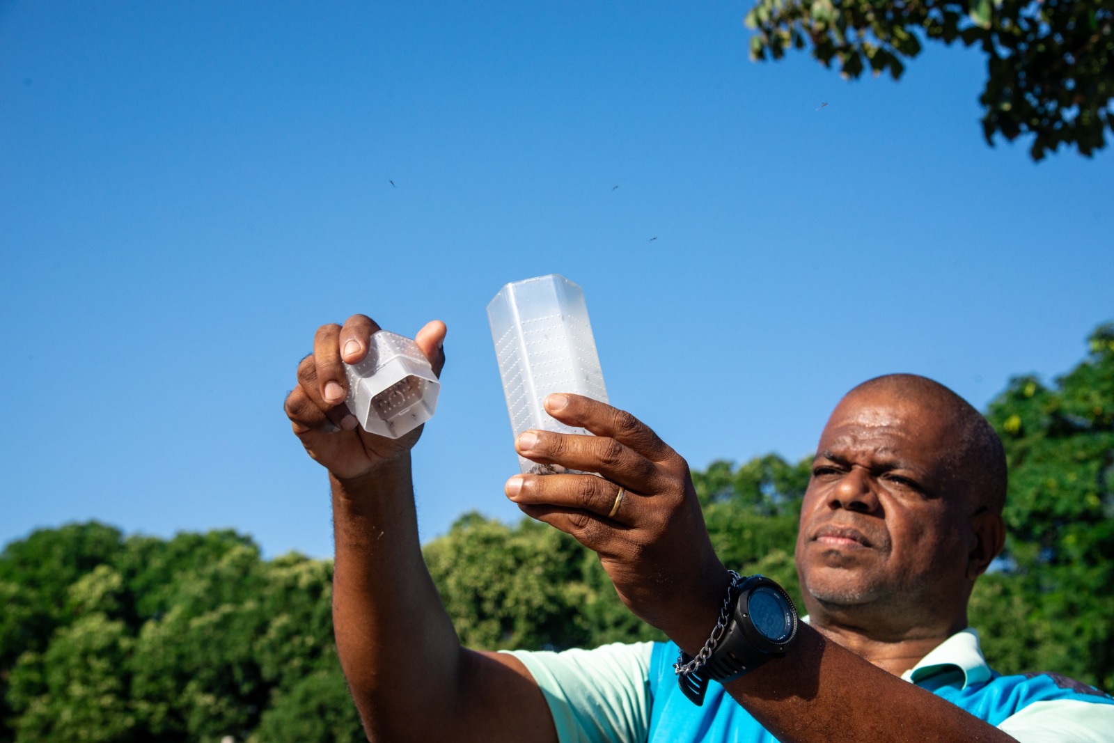 Governo usa Método Wolbachia para conter dengue