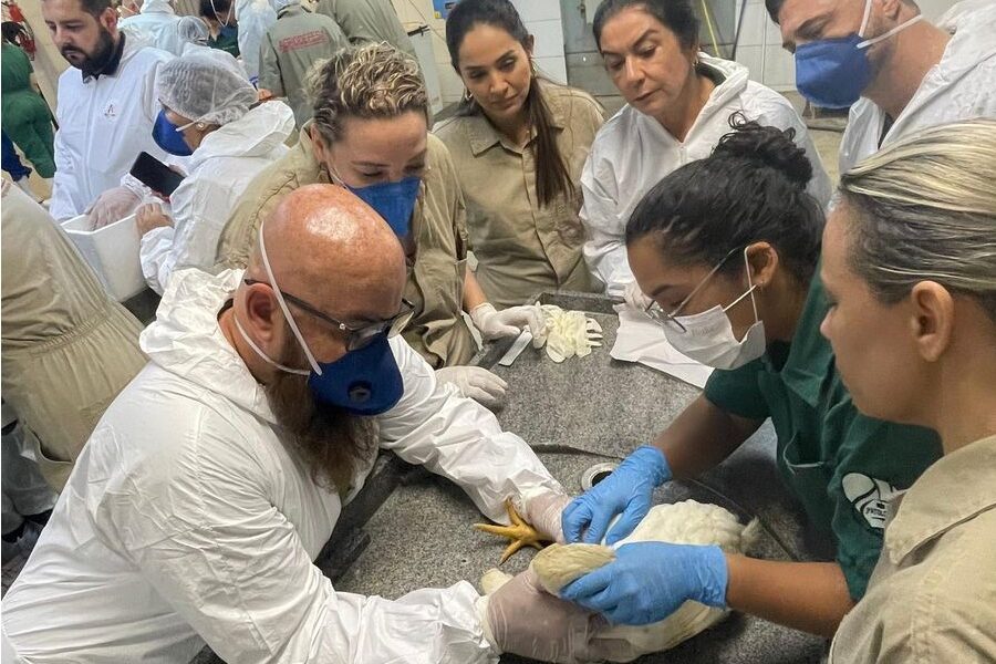 Agrodefesa realiza treinamento técnico sobre suspeitas de gripe aviária