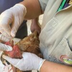 Agrodefesa conclui novo ciclo de vigilância contra gripe aviária