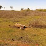 Investigação apura maus-tratos a bovinos em Santa Helena de Goiás
