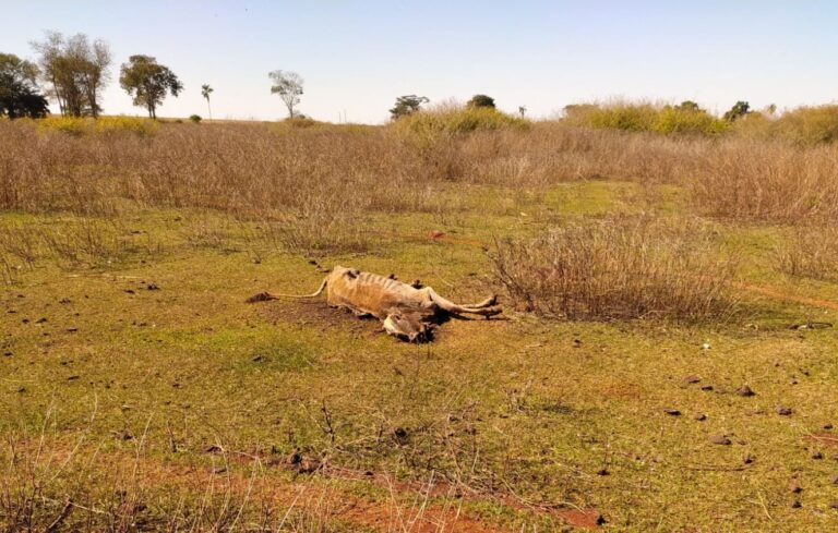 Investigação apura maus-tratos a bovinos em Santa Helena de Goiás