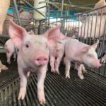 Goiás mantém status sanitário de área livre de Peste Suína Clássica
