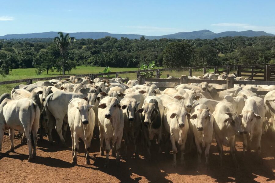 Rebanho bovino goiano registra mais de 22,8 milhões de cabeças no 1º semestre de 2025