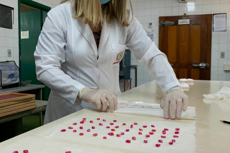 Agrodefesa orienta produtores sobre sementes para a safra
