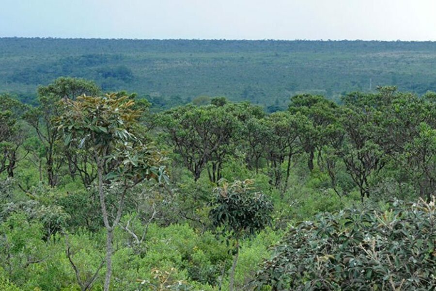Estado nomeia mais 41 analistas ambientais