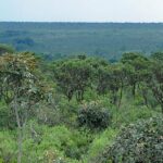 Programa de Pagamento por Serviços Ambientais contempla 16 mil hectares no 1º ano