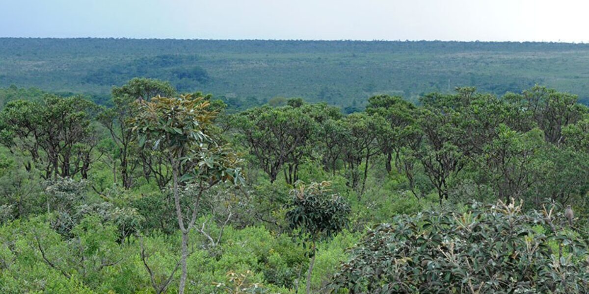 Programa de Pagamento por Serviços Ambientais contempla 16 mil hectares no 1º ano