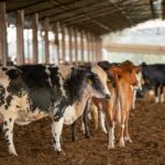 Agrodefesa orienta produtores sobre a suspensão da vacina Excell 10